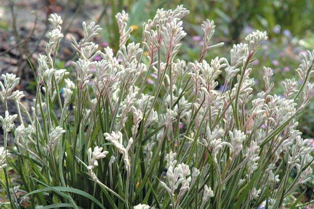 Anigozanthos Hybrida ‘Bush Diamond’ (Bush Diamond Kangaroo Paw)