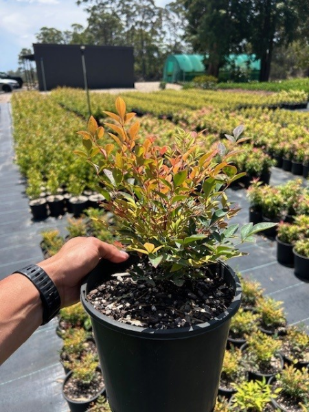 Nandina Domestica ‘Gulf Stream’ (Gulf Stream Heavenly Bamboo)