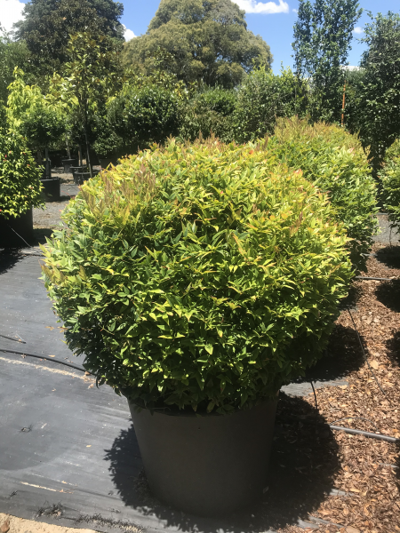 Nandina Domestica ‘Gulf Stream’ (Gulf Stream Heavenly Bamboo)