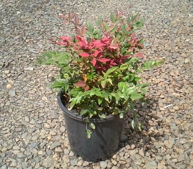 Nandina domestica 'Seika' (Obsession Nandina)