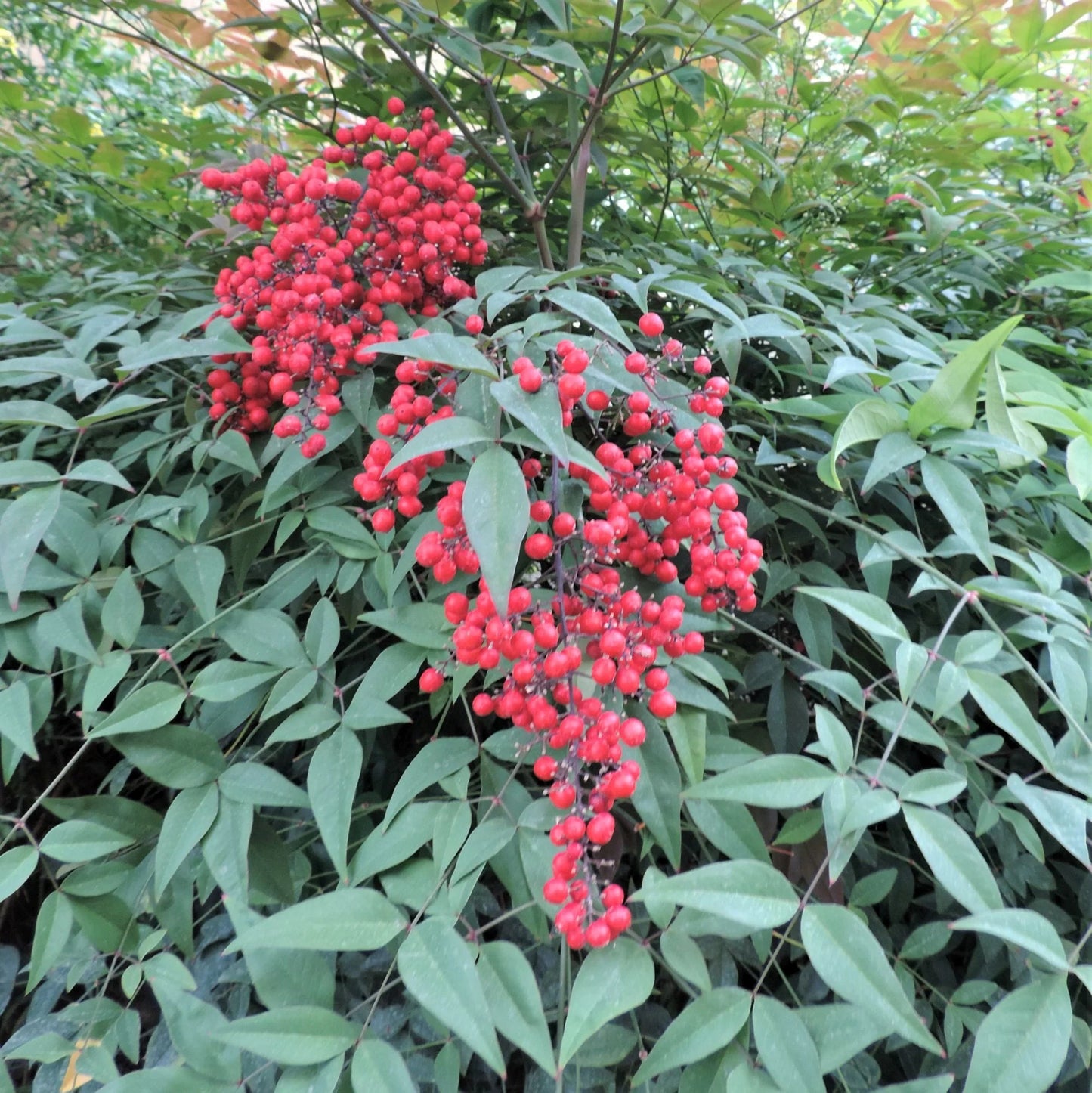 Nandina domestica (Sacred Bamboo)