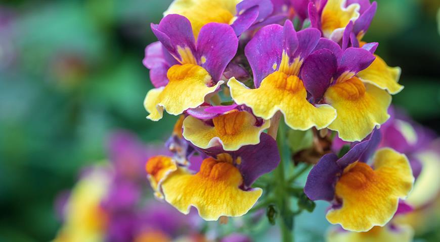 Nemesia 'Amaze' (Nemesia)