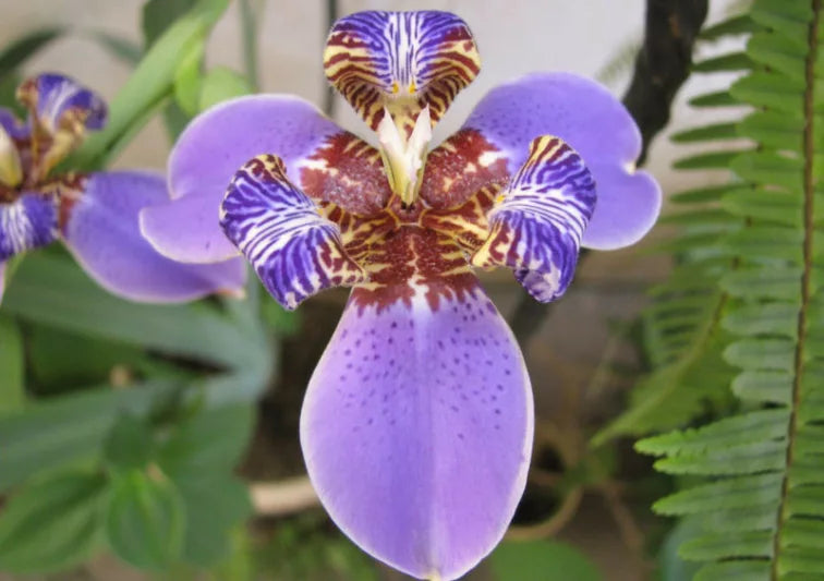 Neomarica Caerulea (Walking Iris)