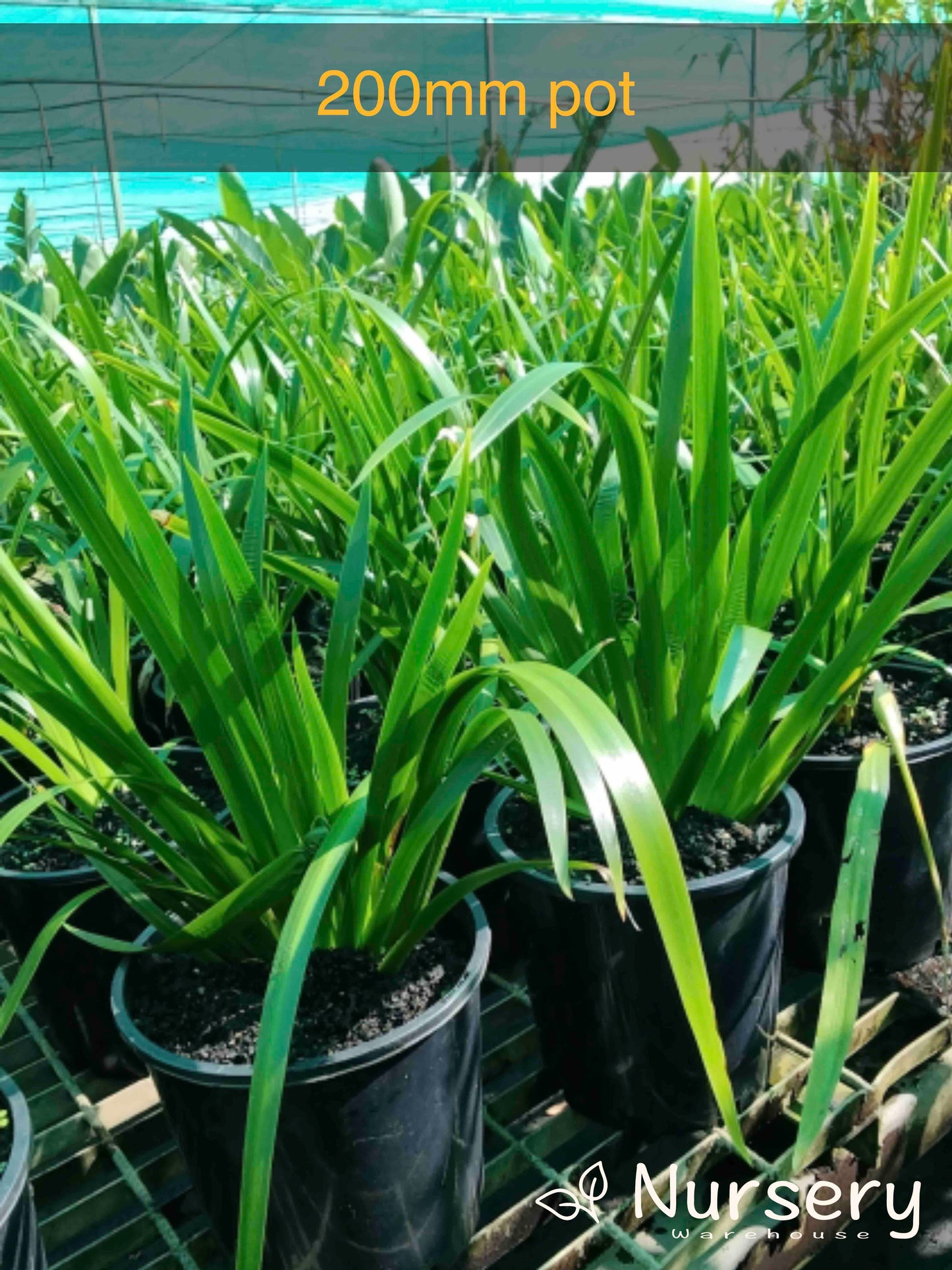 Neomarica Gracilis (Brazilian Walking Iris)