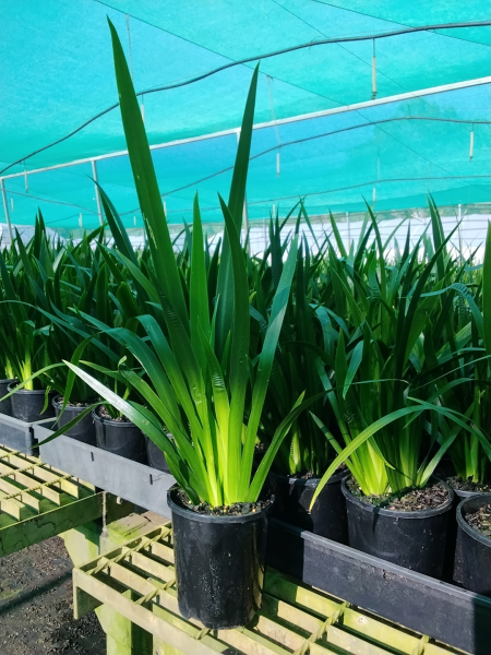 Neomarica Gracilis (Brazilian Walking Iris) (Syn. Bicolor)