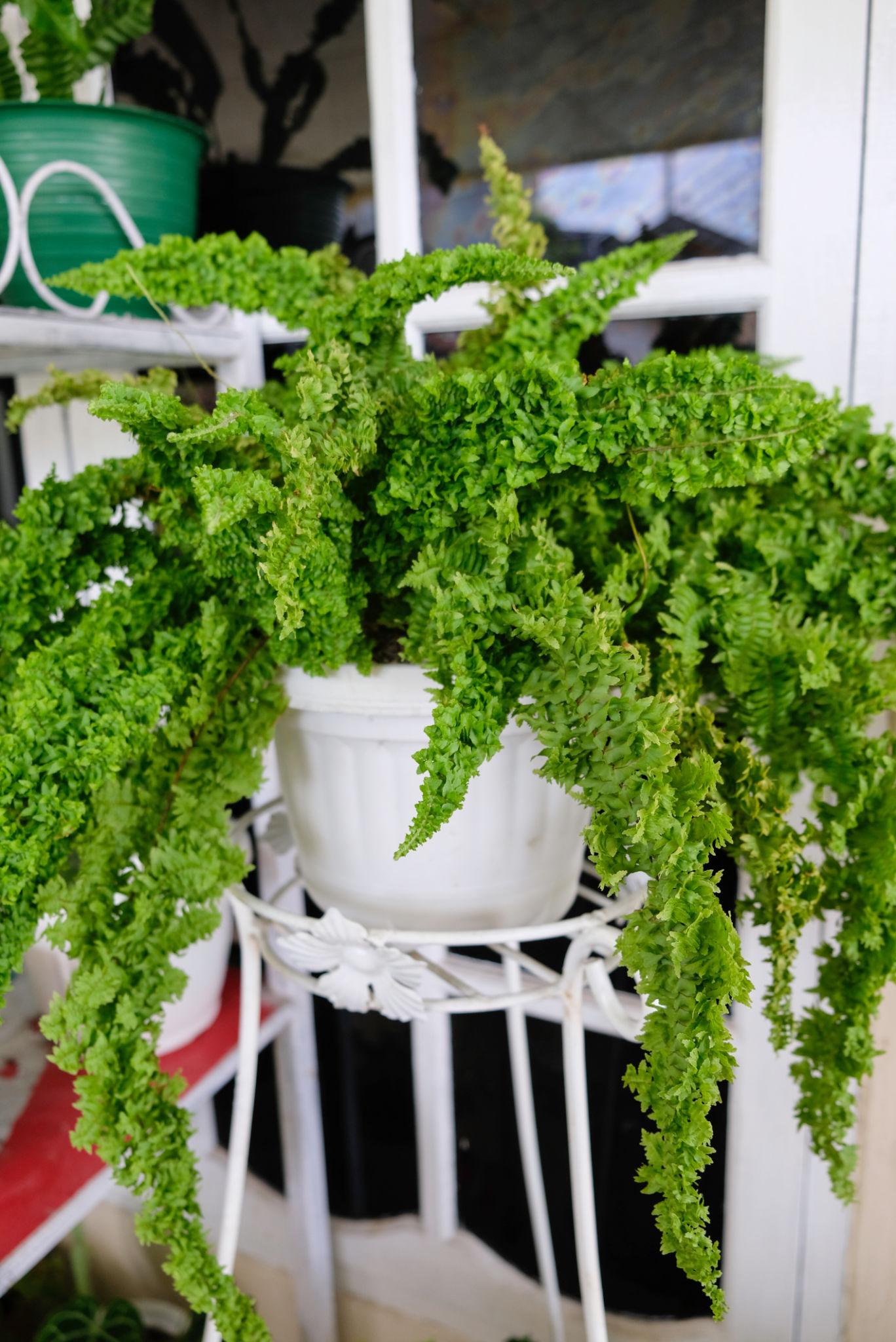 Nephrolepis Exaltata ‘Fluffy Ruffles’ (Fluffy Ruffles Boston Fern)
