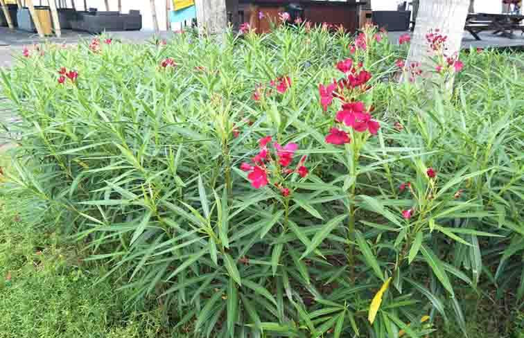 Nerium oleander Delphine (Oleander)