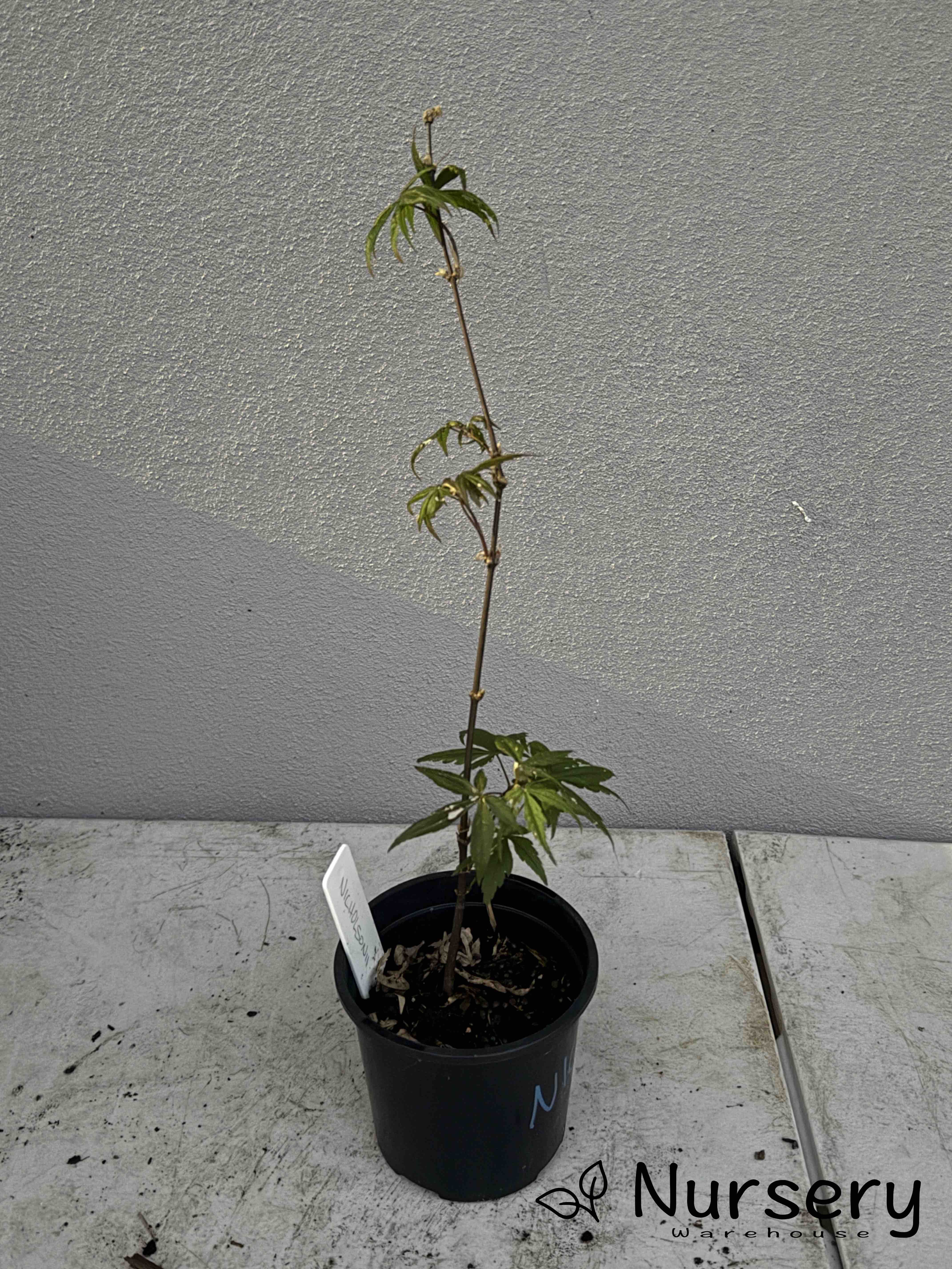Acer Palmatum 'Nicholsonii Japanese Maple Seedling'