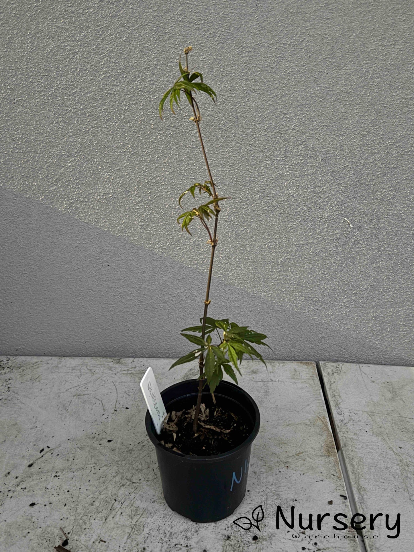 Acer Palmatum 'Nicholsonii Japanese Maple Seedling'