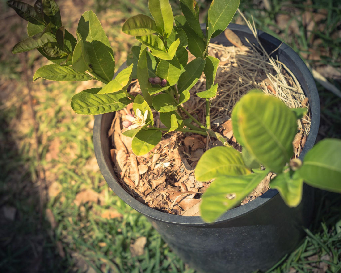 Citrus Medica Var. Sarcodactylis (Buddha’s Hand Lime)