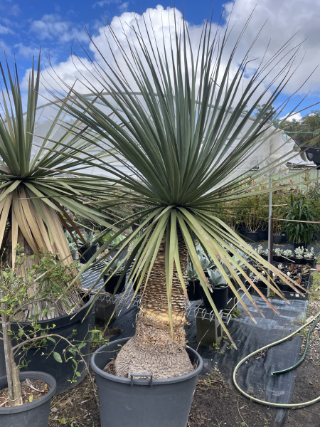 Nolina Nelsonii (Blue Beargrass)