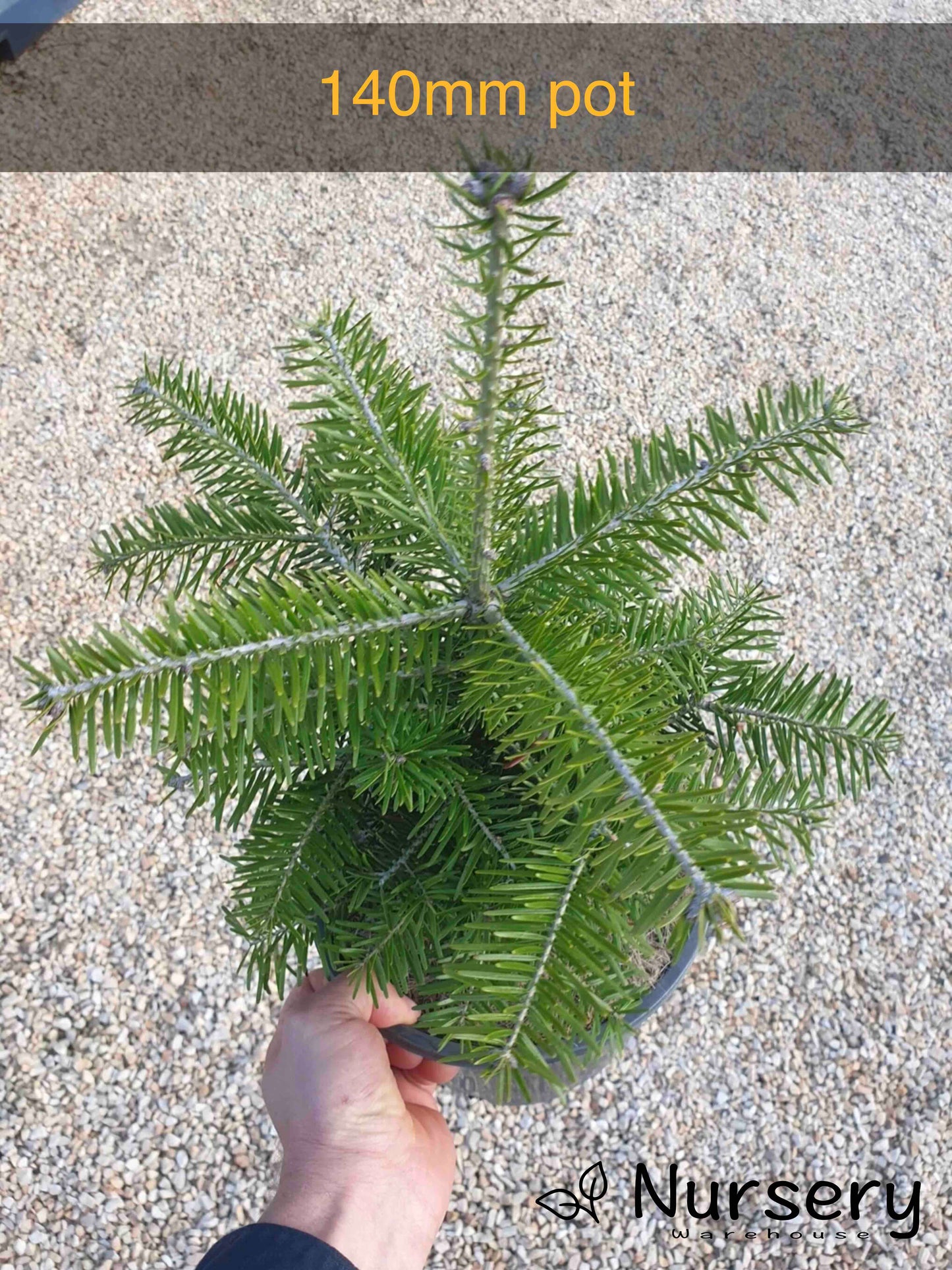 Abies Nordmanniana (Nordmann Fir)