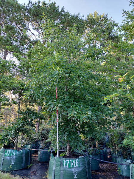 Nyssa Sylvatica (Tupelo)