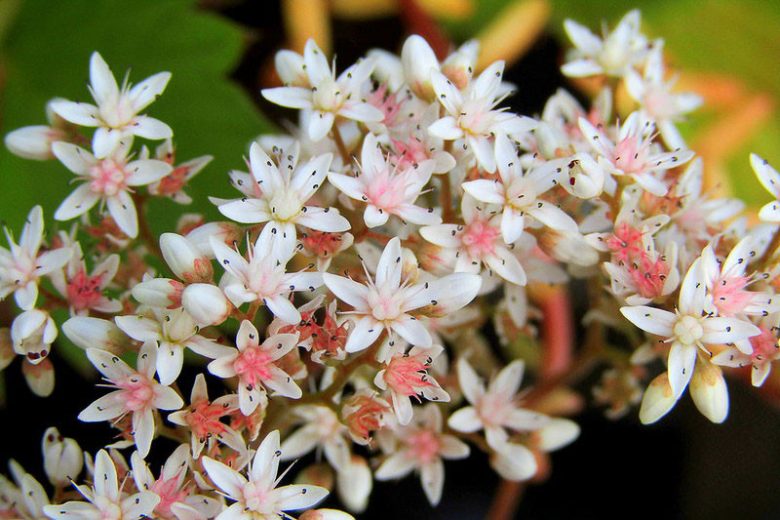 Sedum dasyphyllum (Corsican Stonecrop)