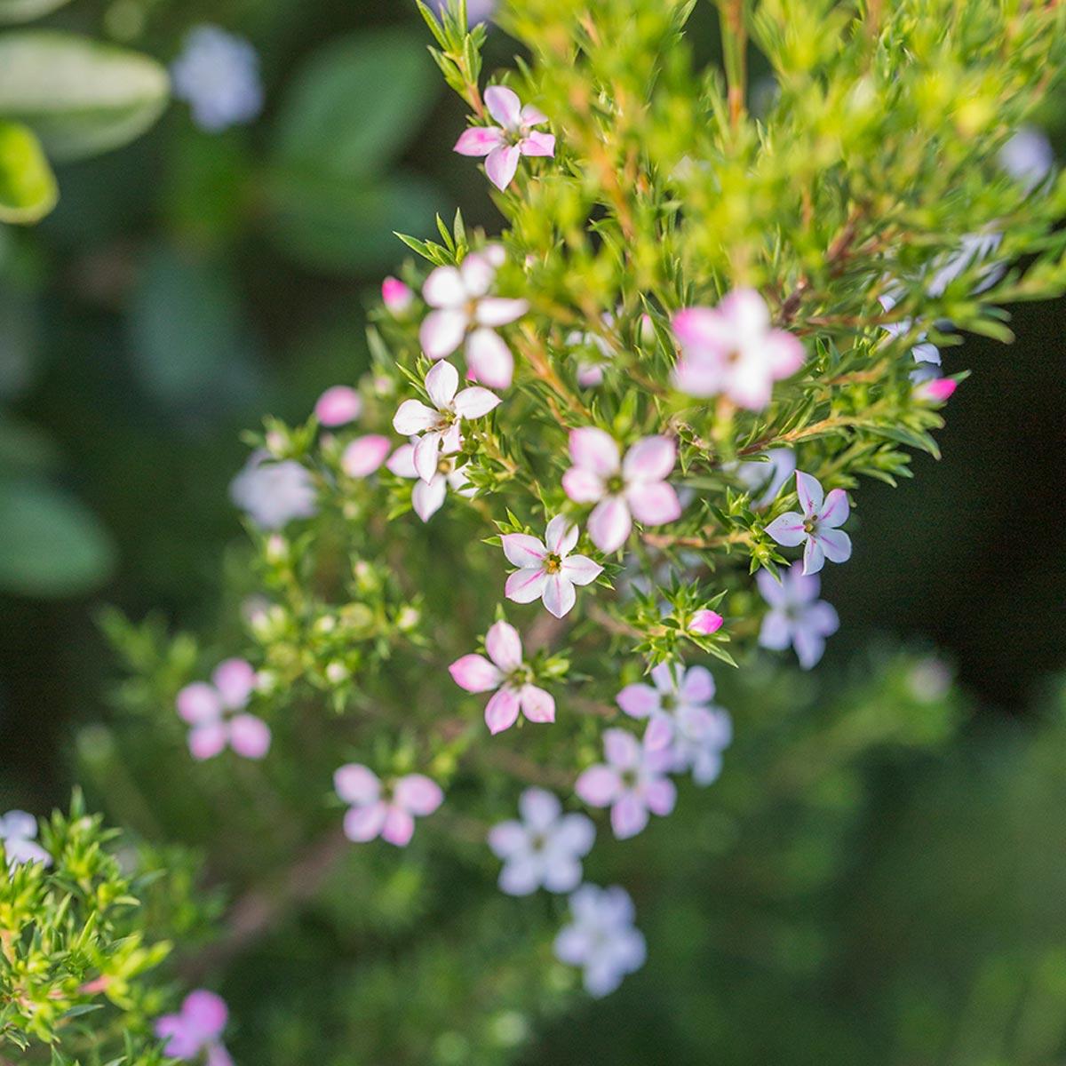 Coleonema Pulchellum ‘Dwarf Pink’ (Dwarf Pink Breath of Heaven)