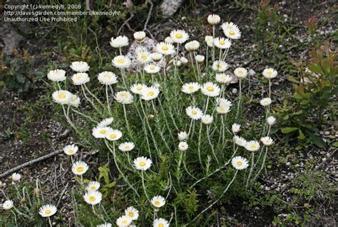 Chrysocephalum Baxteri (Fringed Everlasting)