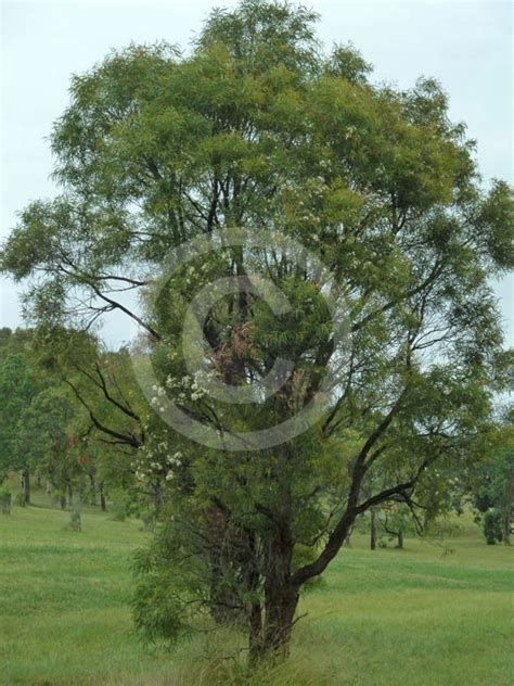 Angophora Bakeri (Narrow-Leaved Apple)