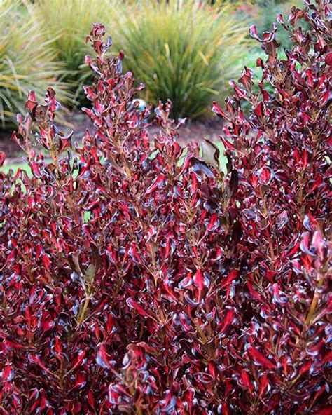 Coprosma Repens ‘Pacific Sunset’ (Pacific Sunset Mirror Bush)
