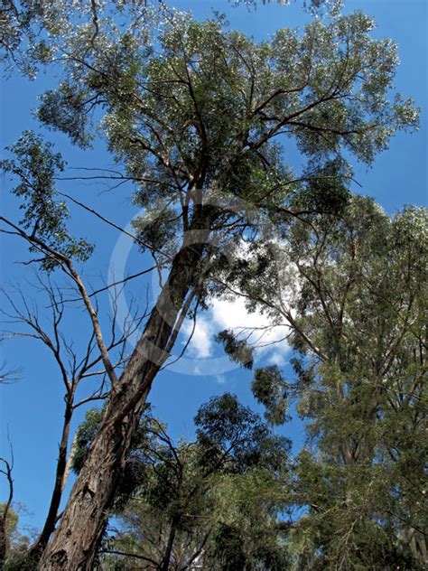 Eucalyptus Globoidea (White Stringybark)