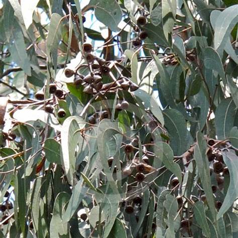 Eucalyptus Longifolia (Woollybutt)