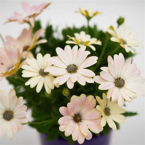 Osteospermum Ecklonis ‘Serenity Spring Day’ (Serenity Spring Day African Daisy)