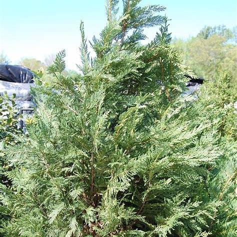 Cupressocyparis Leylandii (Leyland Cypress)