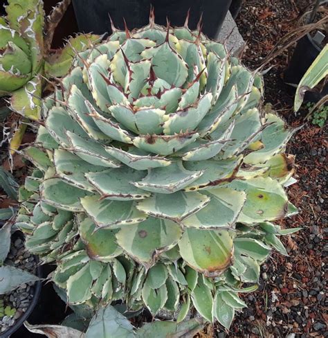 Agave 'Confederate Rose' (Confederate Rose Agave)
