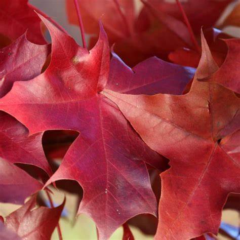 Acer Truncatum × Acer Platanoides ‘JFS-KW249’ (Ruby Sunset® Maple)