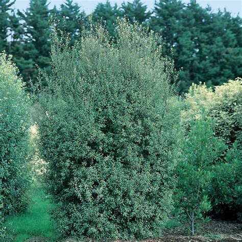 Pittosporum Tenuifolium ‘James Stirling’ (James Stirling Pittosporum)