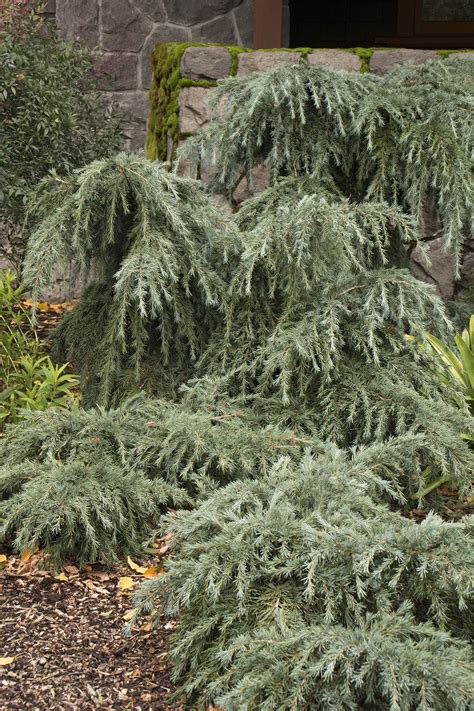 Cedrus Deodara ‘Feelin’ Blue’ (Feelin’ Blue Deodar Cedar)