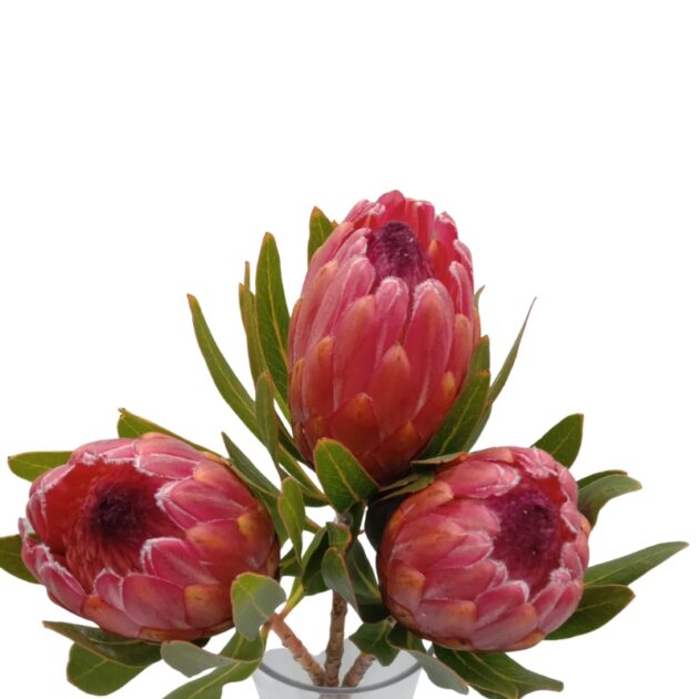 Protea ‘Lancelot’ – Red Protea