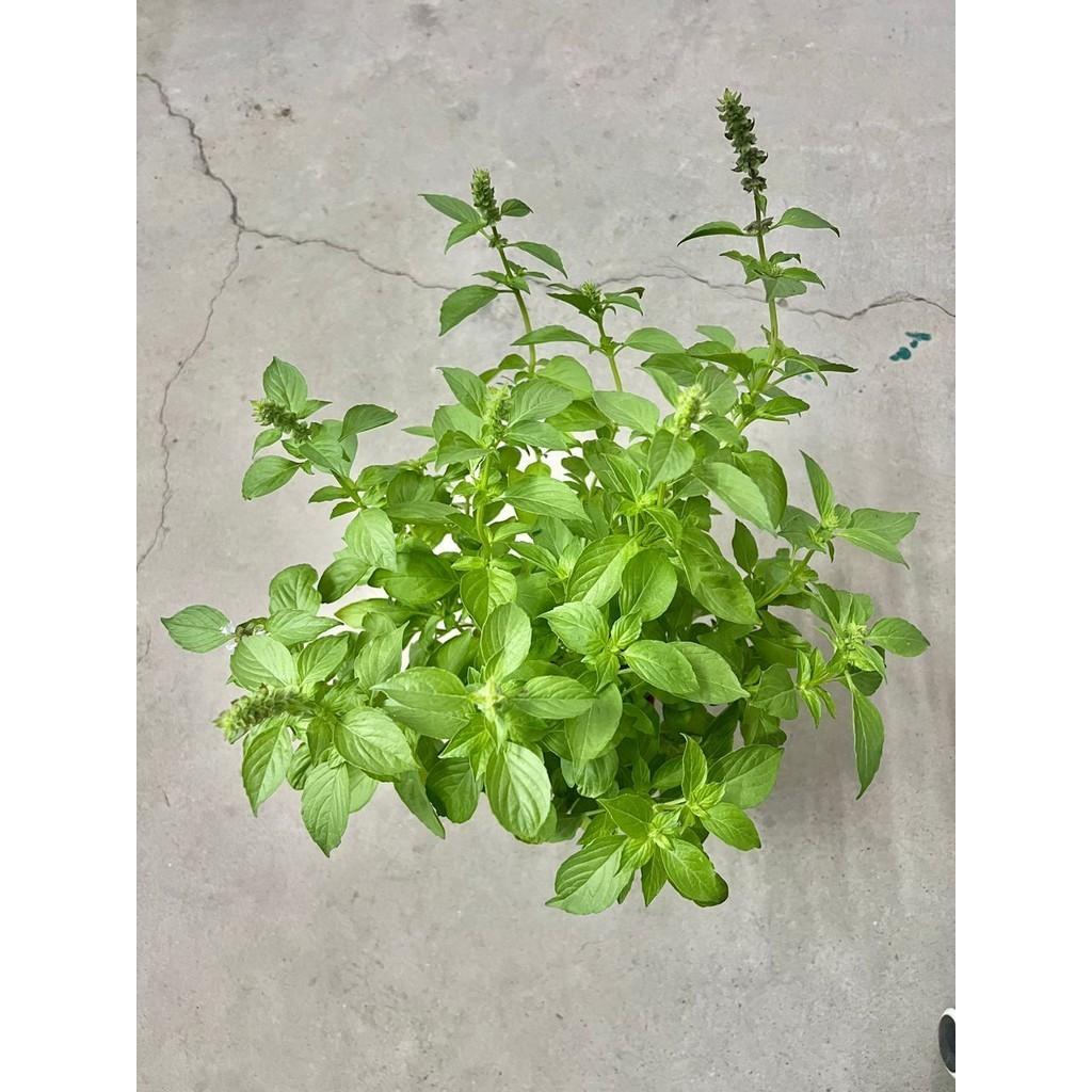 Ocimum Americanum ‘Lime’ (Lime Basil)