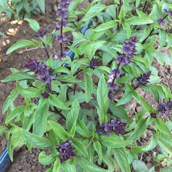 Ocimum Basilicum Var. Thyrsiflora (Thai Basil)