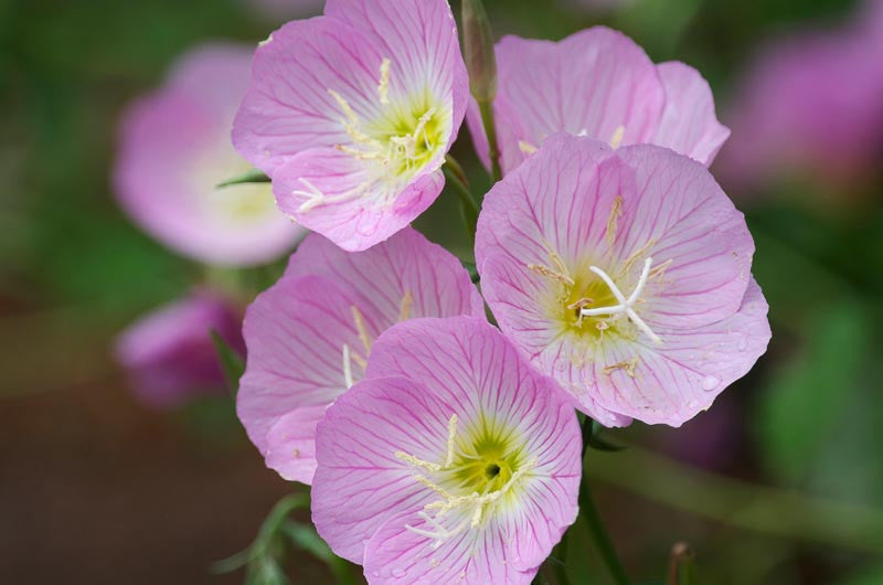 Oenothera Speciosa (Pink Evening Primrose)