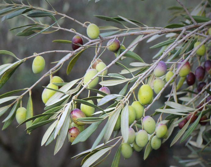 Olea Europaea 'Californian Queen UC13A6' (Californian Queen Olive)