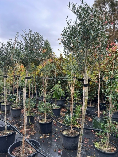 Olea europaea (Olive Espalier)