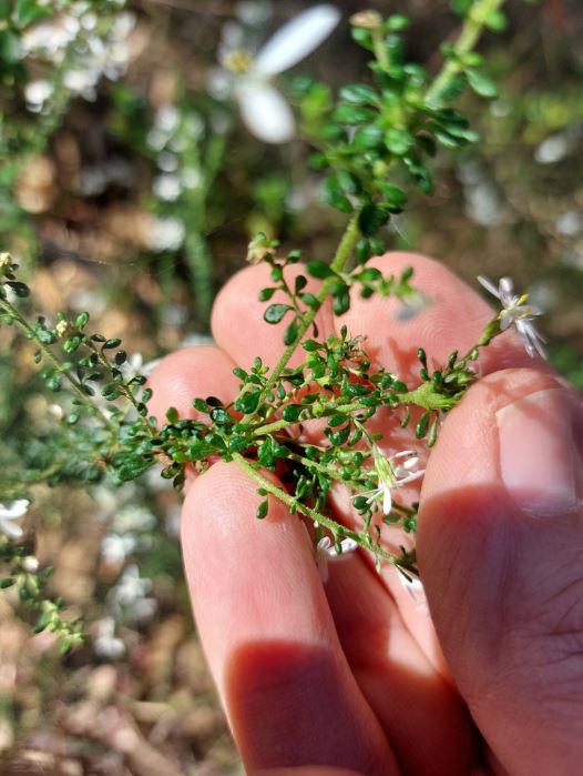 Olearia Microphylla (Small-Leaved Daisy-Bush)