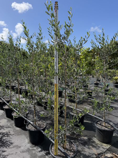 Olea Europaea ‘Swan Hill’ (Swan Hill Olive)