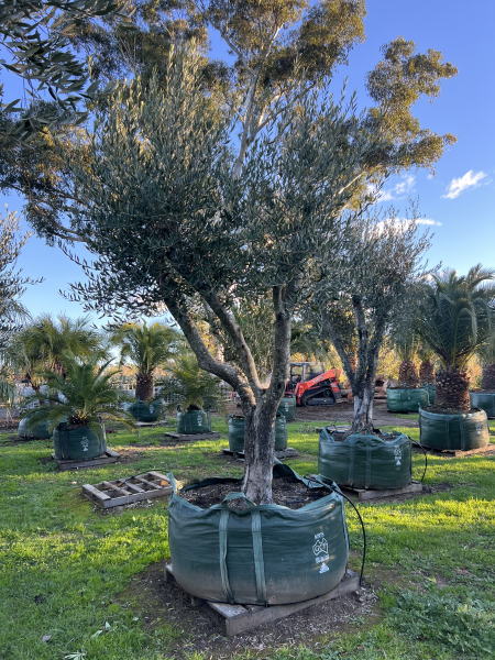Olea Europaea 'Frantoio' (Frantoio Olive)