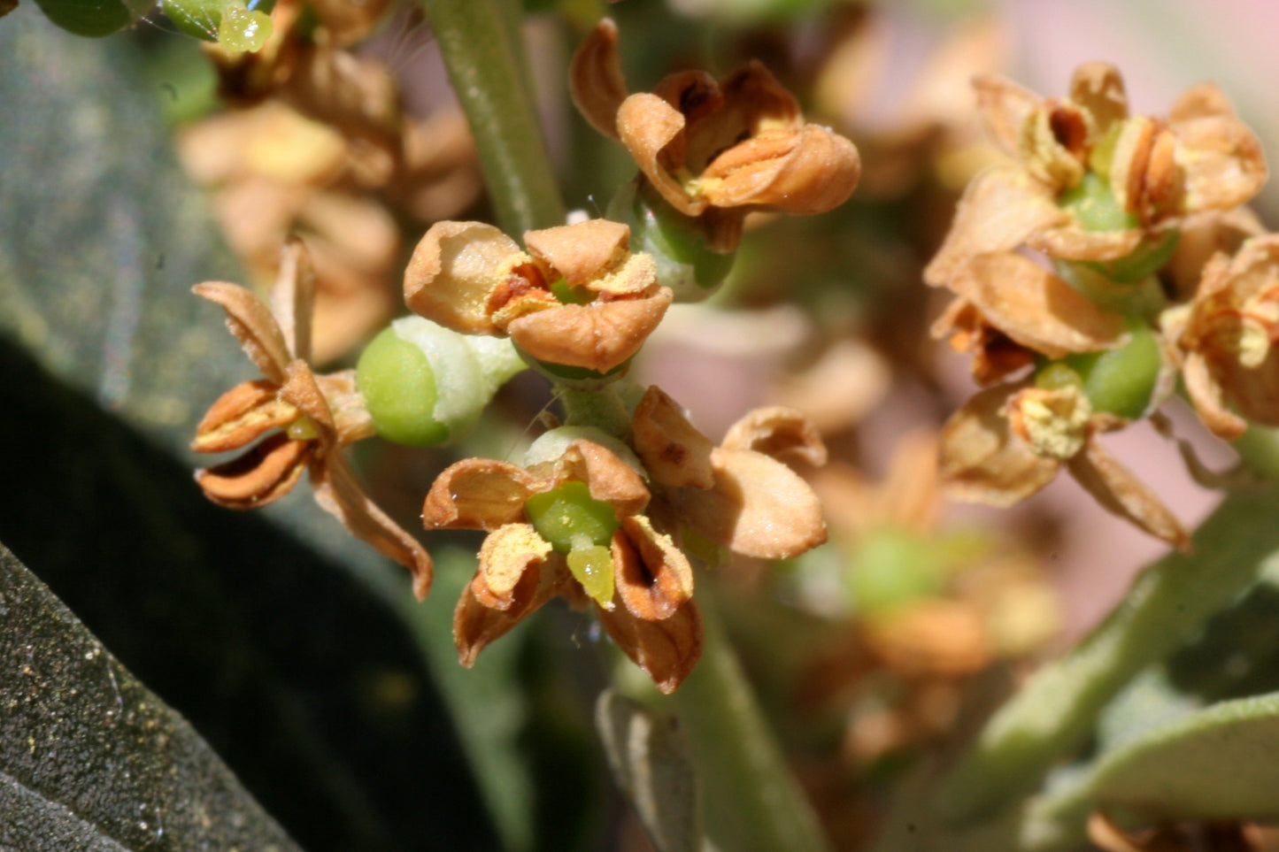Olea Europaea (Dwarf Olive Tree)