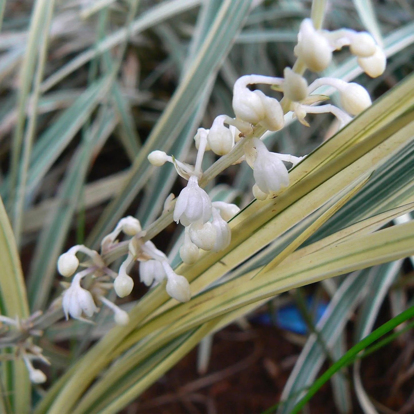 Ophiopogon Jaburan Variegata (Variegated Giant Mondo)