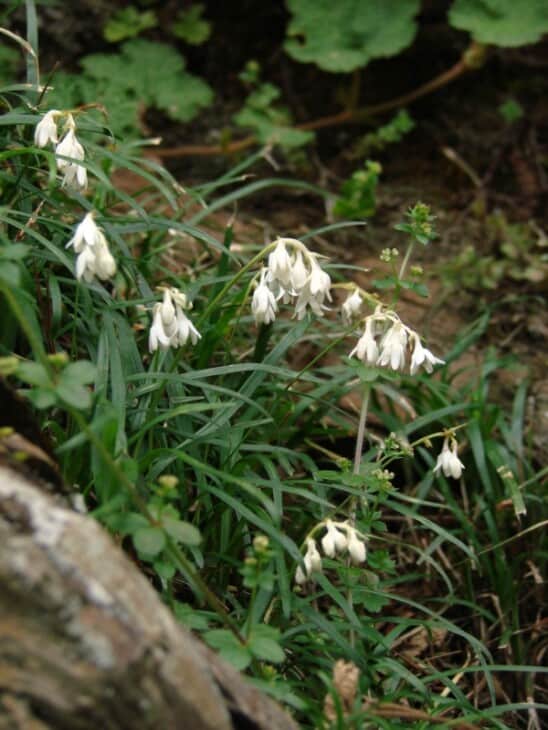 Ophiopogon intermedius (Aztec Grass)