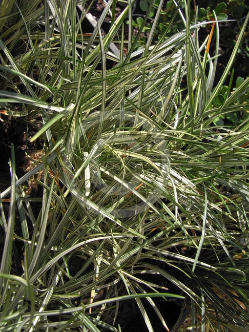 Ophiopogon japonicus ‘Bali Stripe’ (Variegated Mondo Grass)