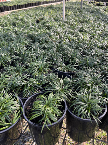 Ophiopogon Planiscapus ‘Nigrescens’ (Black Mondo Grass)