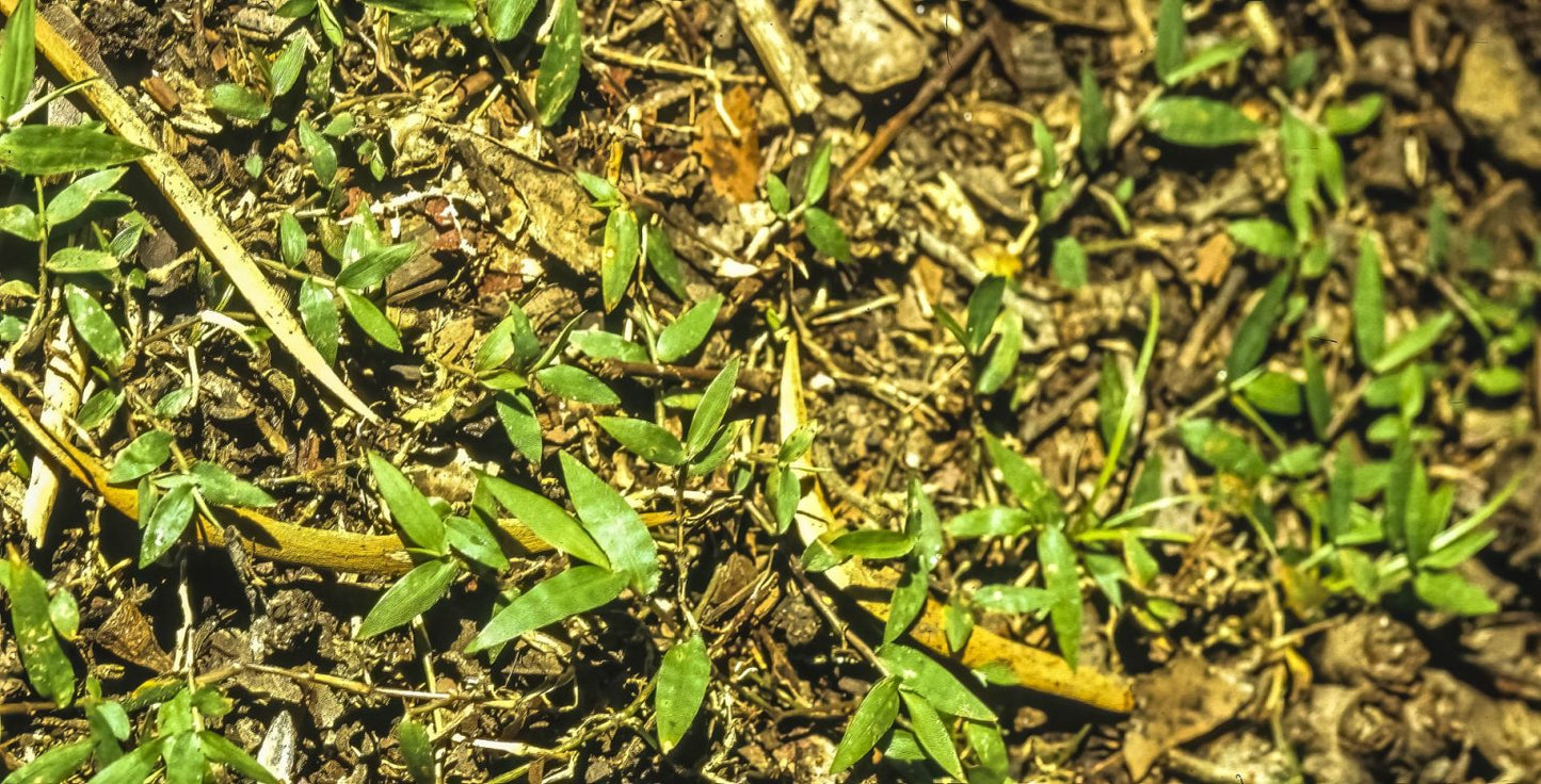Oplismenus imbecillis (Creeping Basket Grass)
