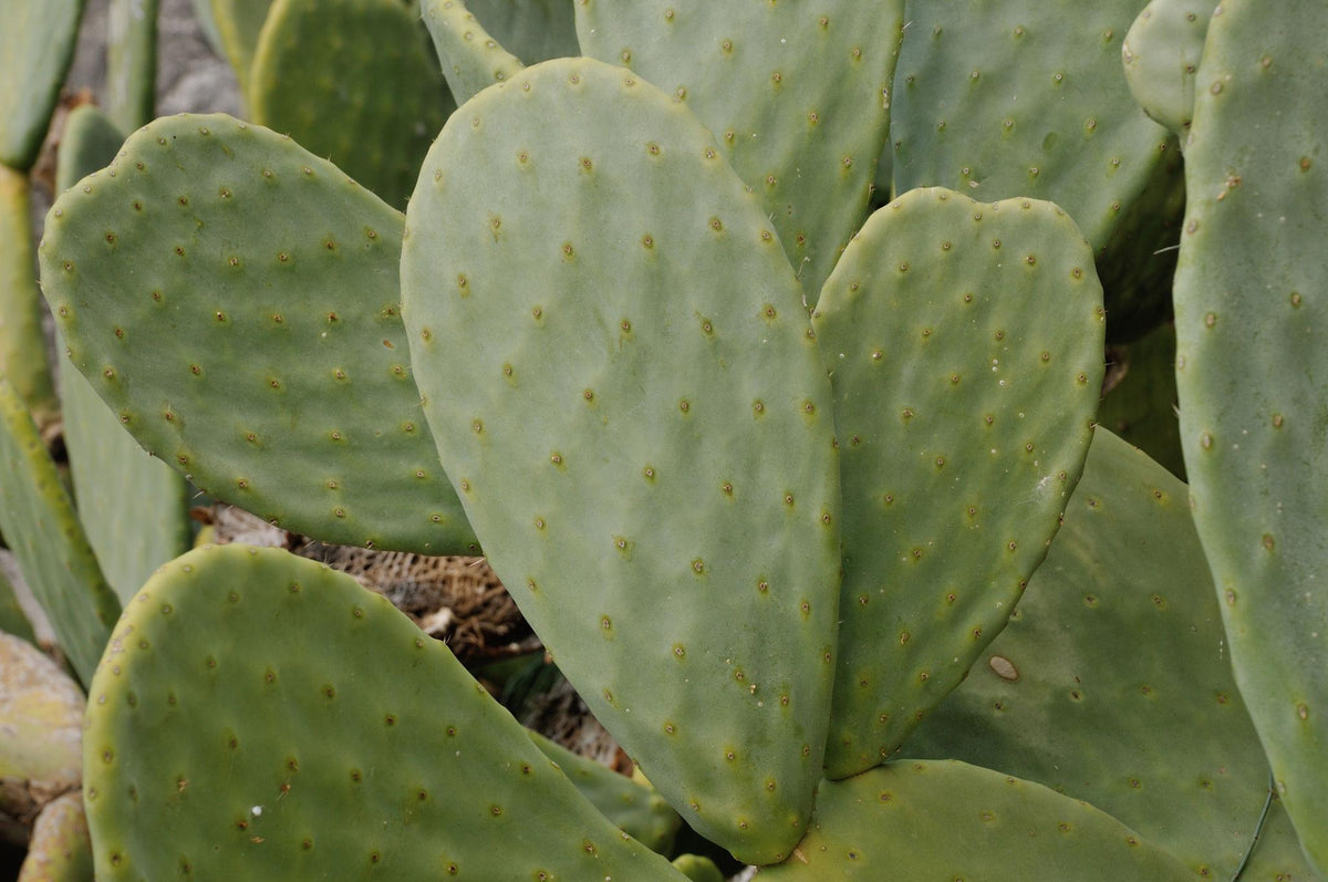 Opuntia Ficus-Indica (Indian Fig Prickly Pear)