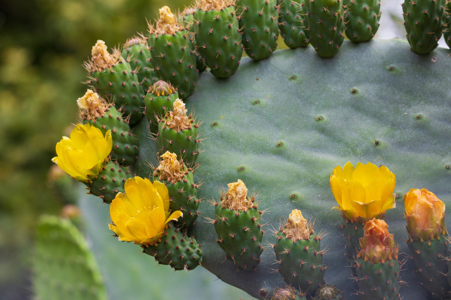 Opuntia Ficus-Indica (Prickly Pear Cactus)
