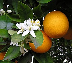 Citrus sinensis (Orange Mediterranean Sweet)