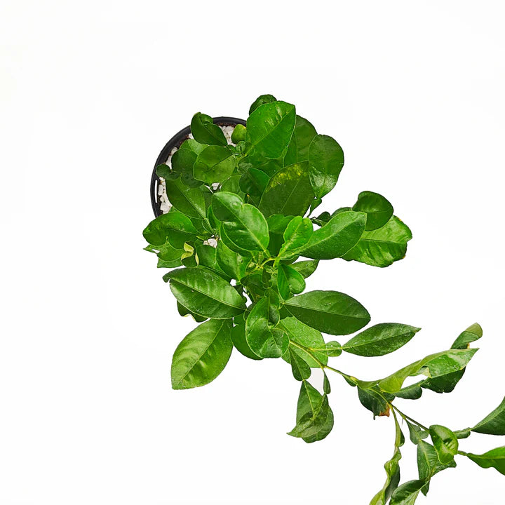 Citrus paradisi ‘Star Ruby’ (Grapefruit)