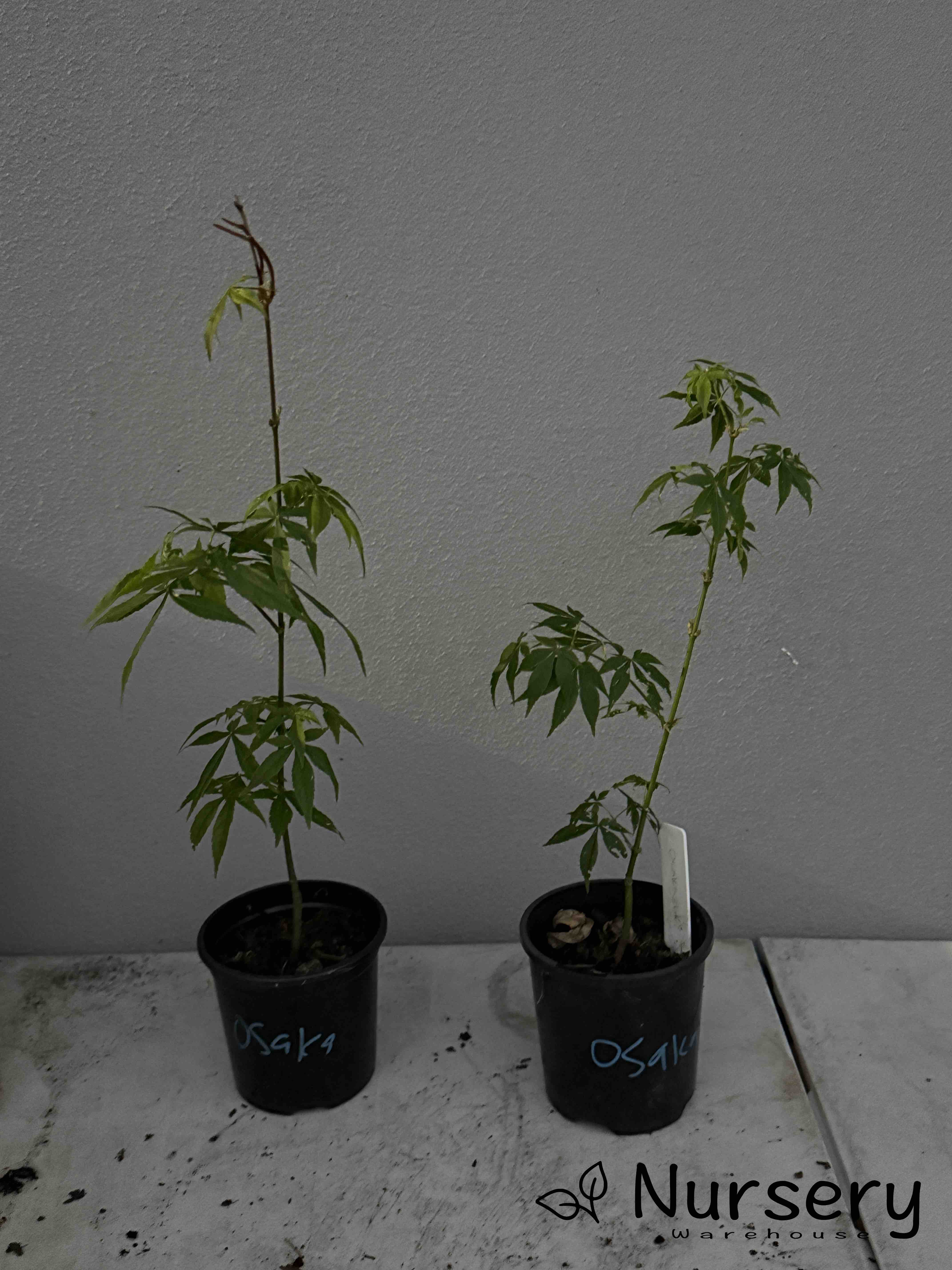 Acer Palmatum 'Osakazuki Japanese Maple Seedling'